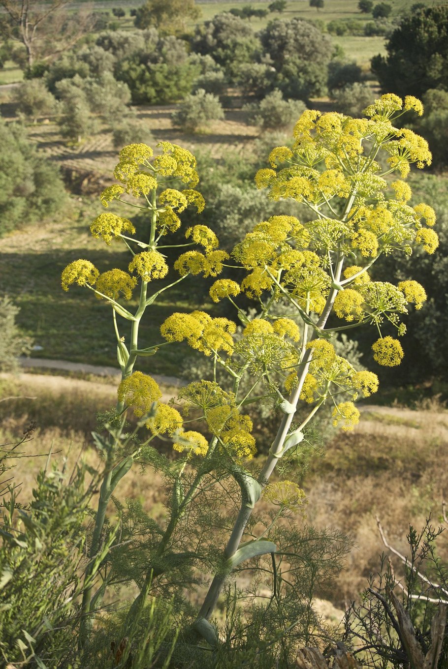 Асафетида ареал