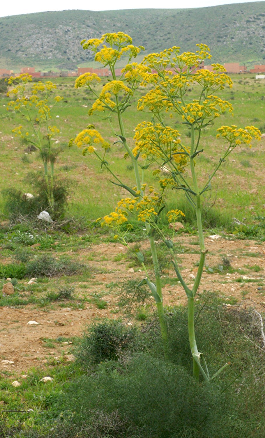 Ферула сушеная