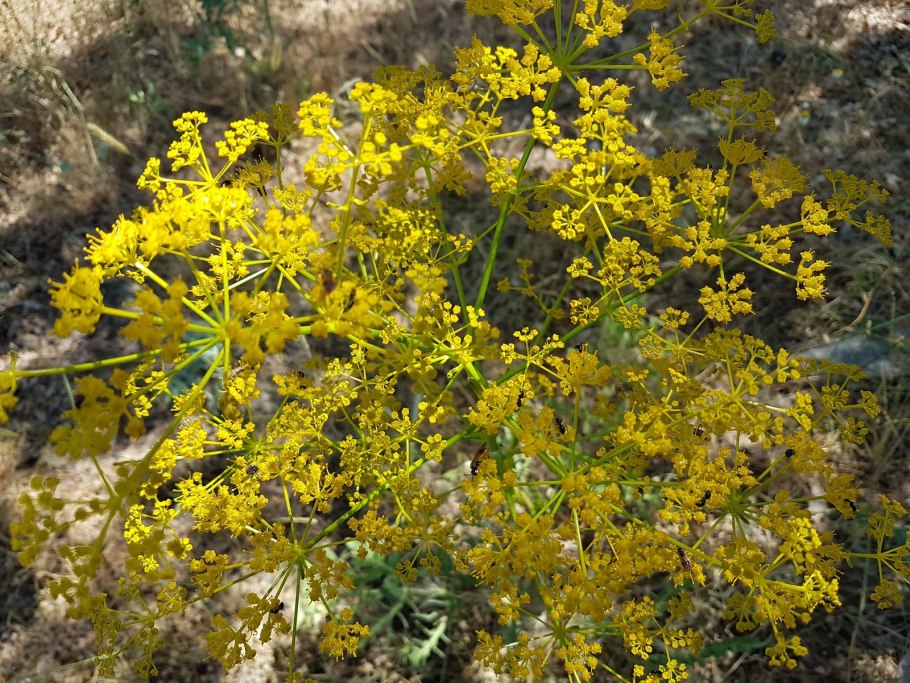 Ферула асафетида