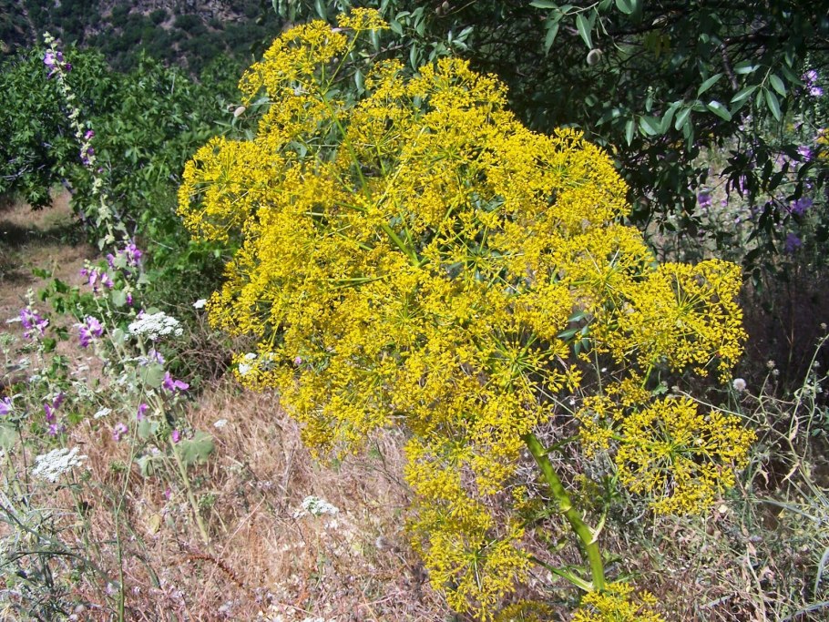 Каврак асафетида