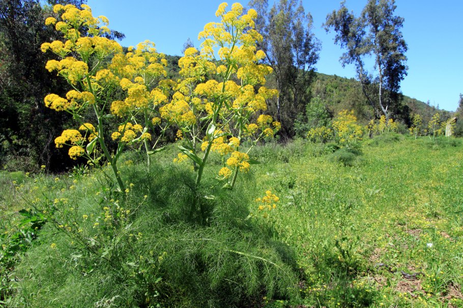 Ферула джунгарская