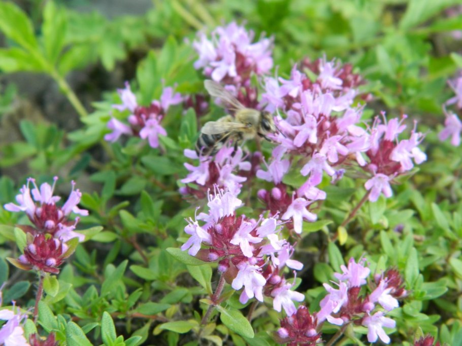 Богородская трава чабрец