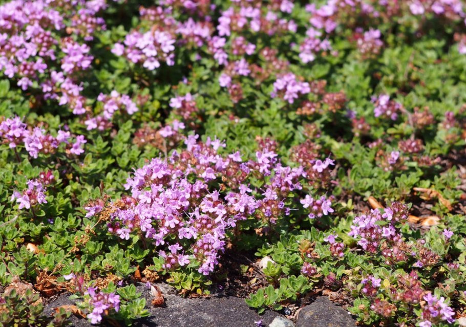 Тимьян ранний (Thymus praecox)