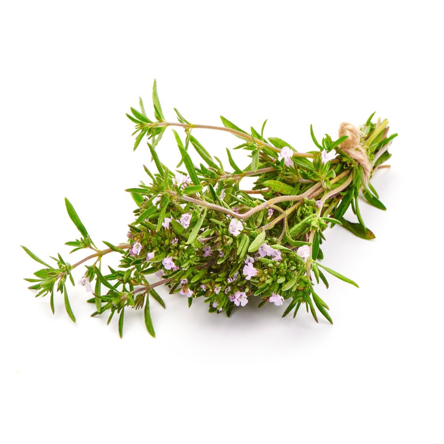 Ростки тимьяна обыкновенного как выглядят