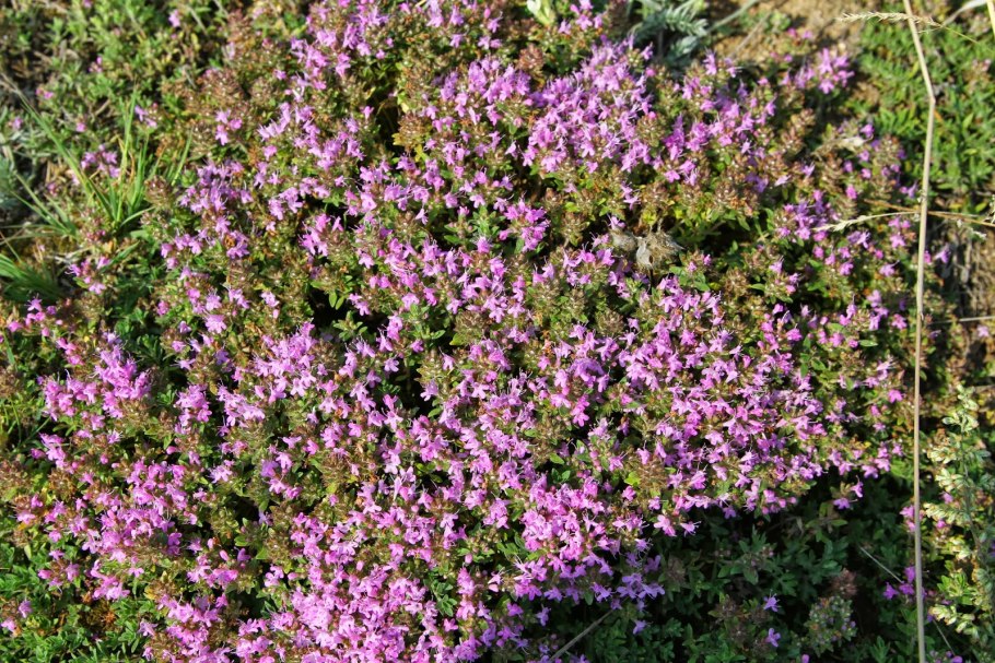 Тимьян малолистный