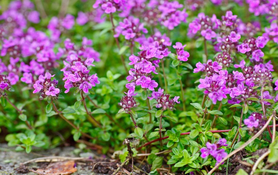 Thymus serpyllum l. тимьян ползучий
