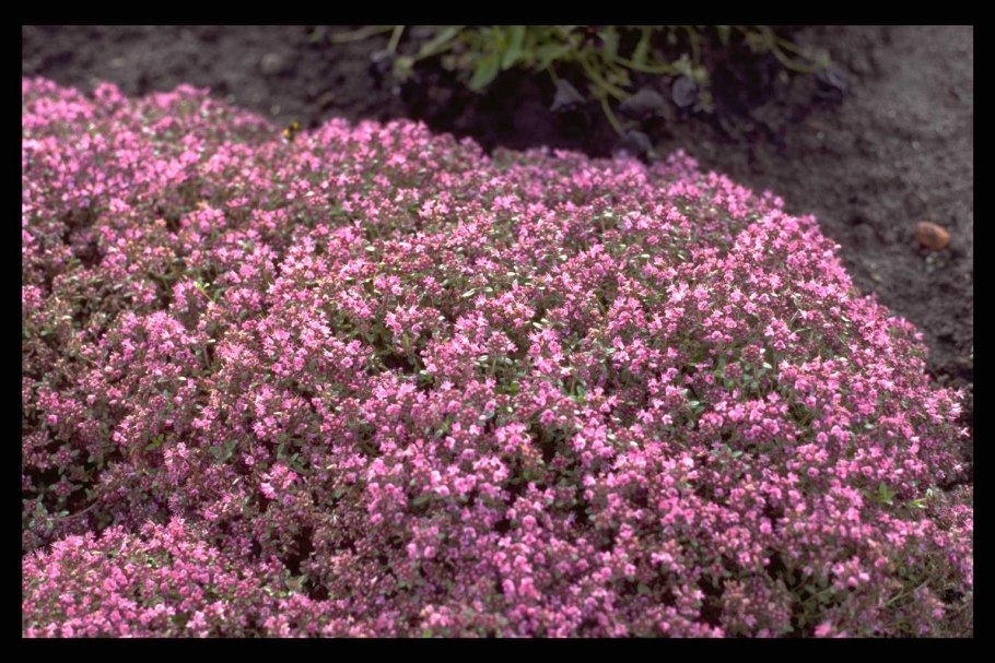 Thymus praecox