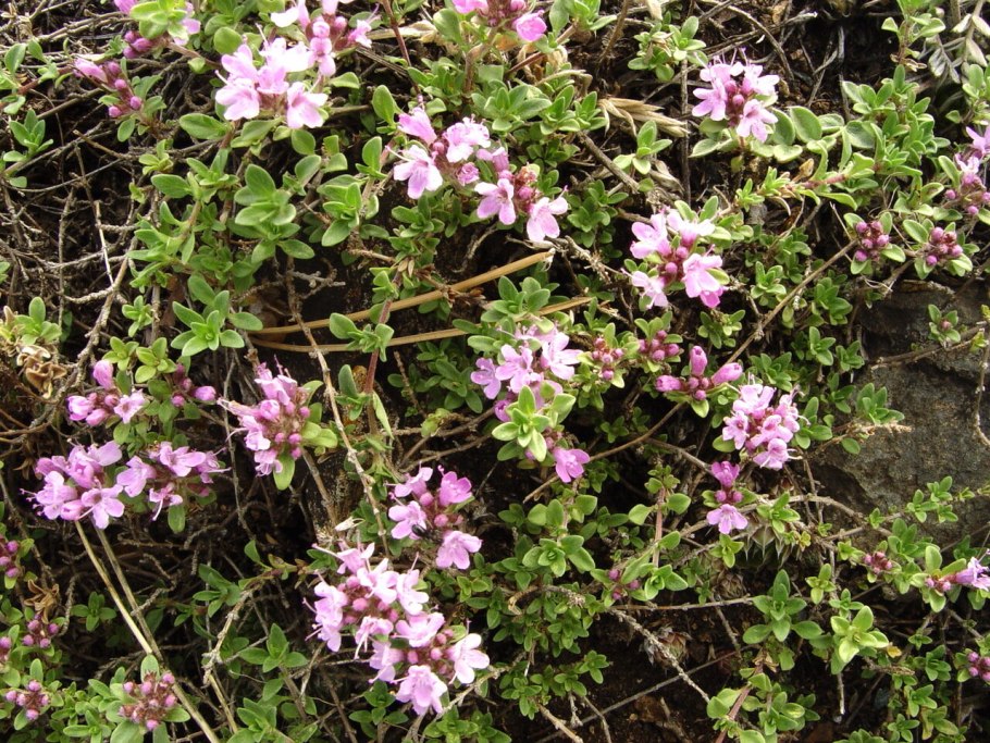 Тимьян ползучий (Thymus serpyllum)