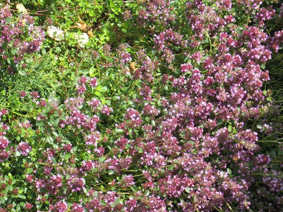 Тимьян Thymus serpyllum Elfin