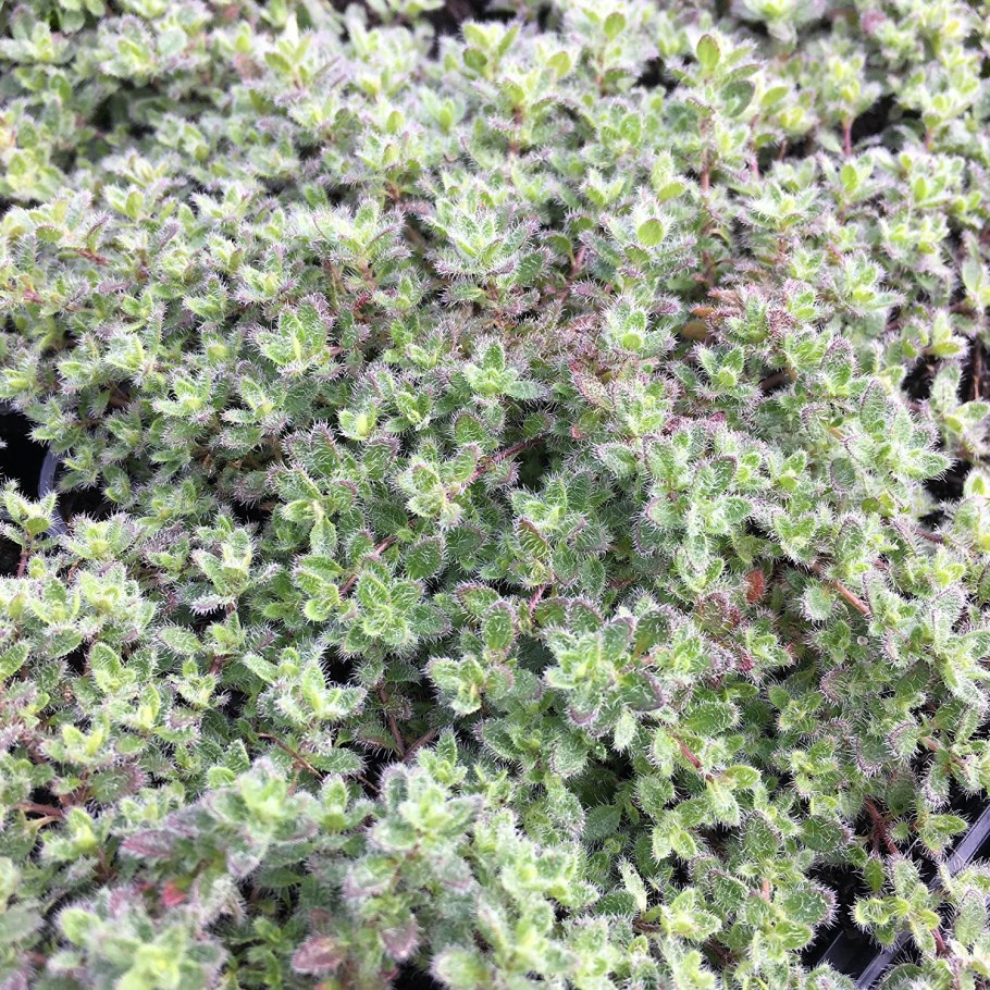 Thyme simplyherbs