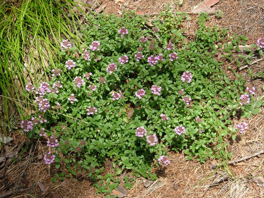 Тимьян блошиный Foxley Thymus pulegioides
