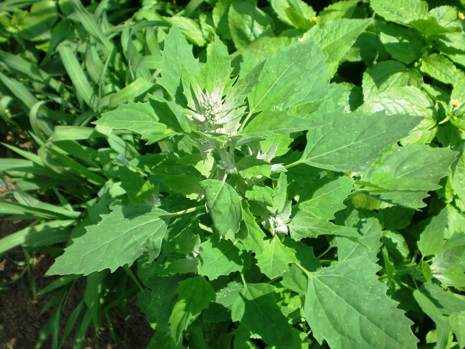 Марь сизая (Chenopodium glaucum)