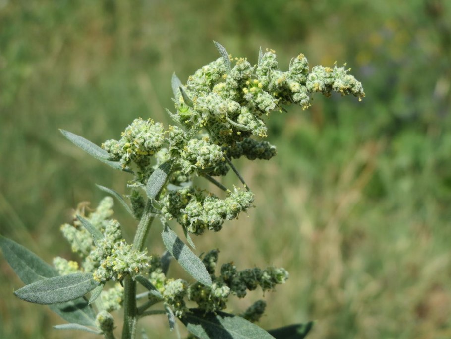 Atriplex Flabellum