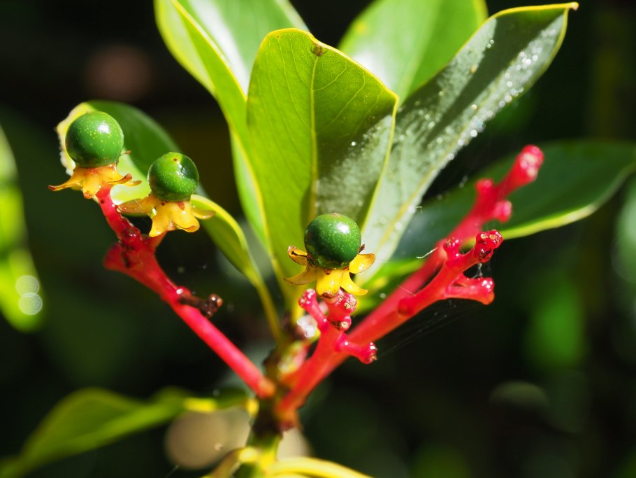 Daphniphyllum macropodum