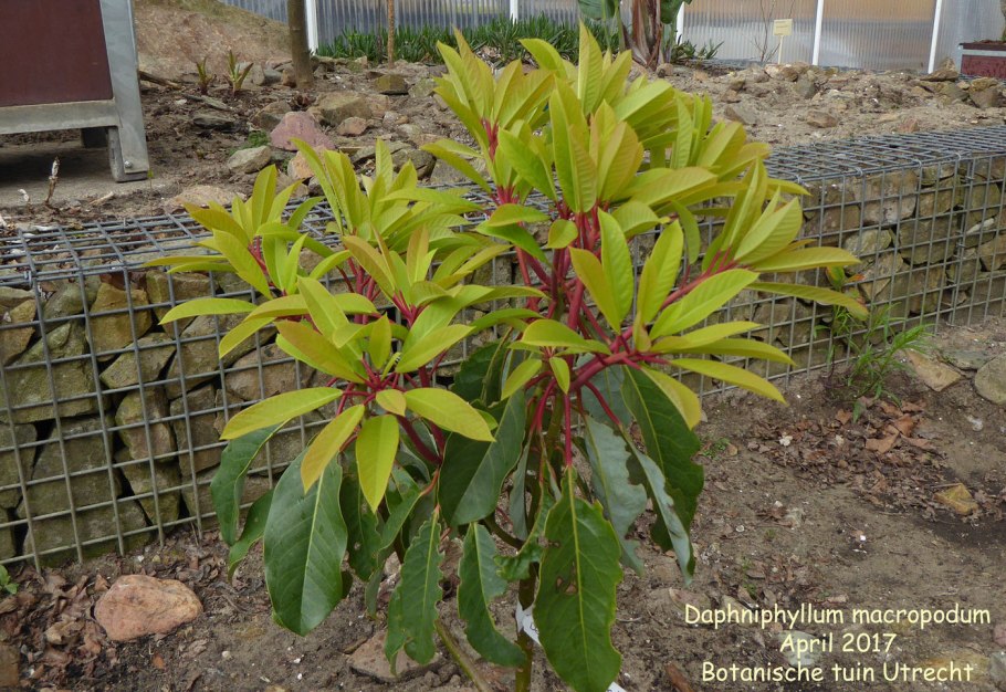 Волчелистник вечнозеленый