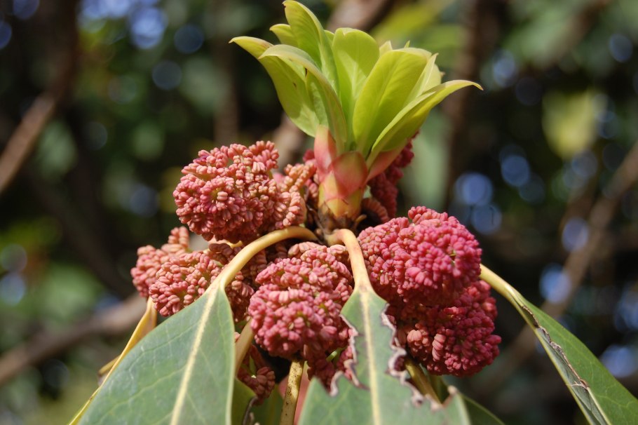 Волчелистник крупноножковый