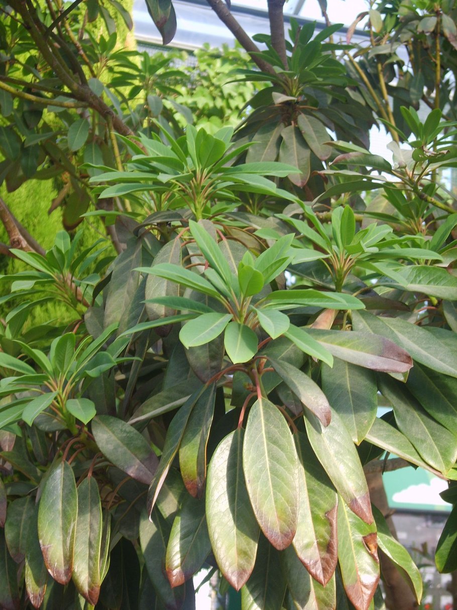 Волчелистник крупноножковый