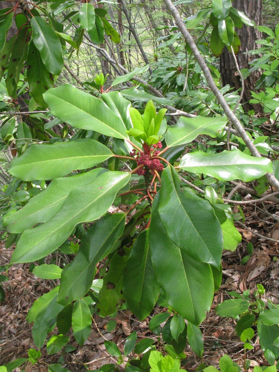 Дафнолистник крупноножковый