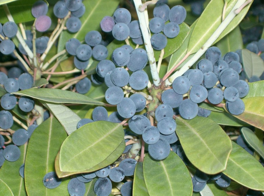 Волчелистник низкий Daphniphyllum humile Maxim. Ex Franch. Et savat.