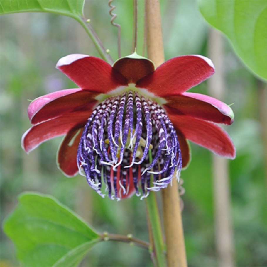 Холодильник Toshiba gr-rt565rs(LS)