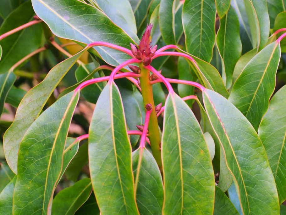 Daphniphyllum humile