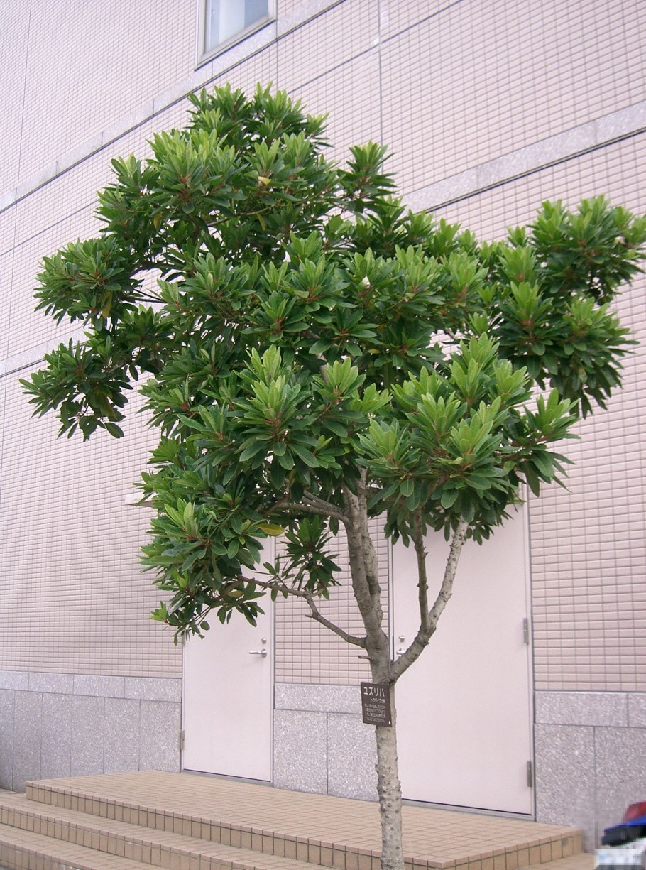 Листья Волчелистник