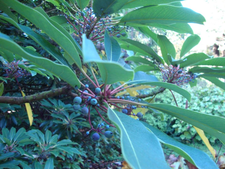 Дафнолистник крупноножковый