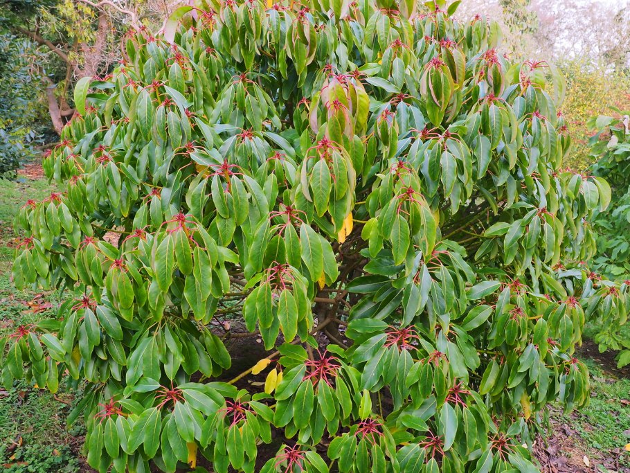 Дафнифиллум длинночерешковый