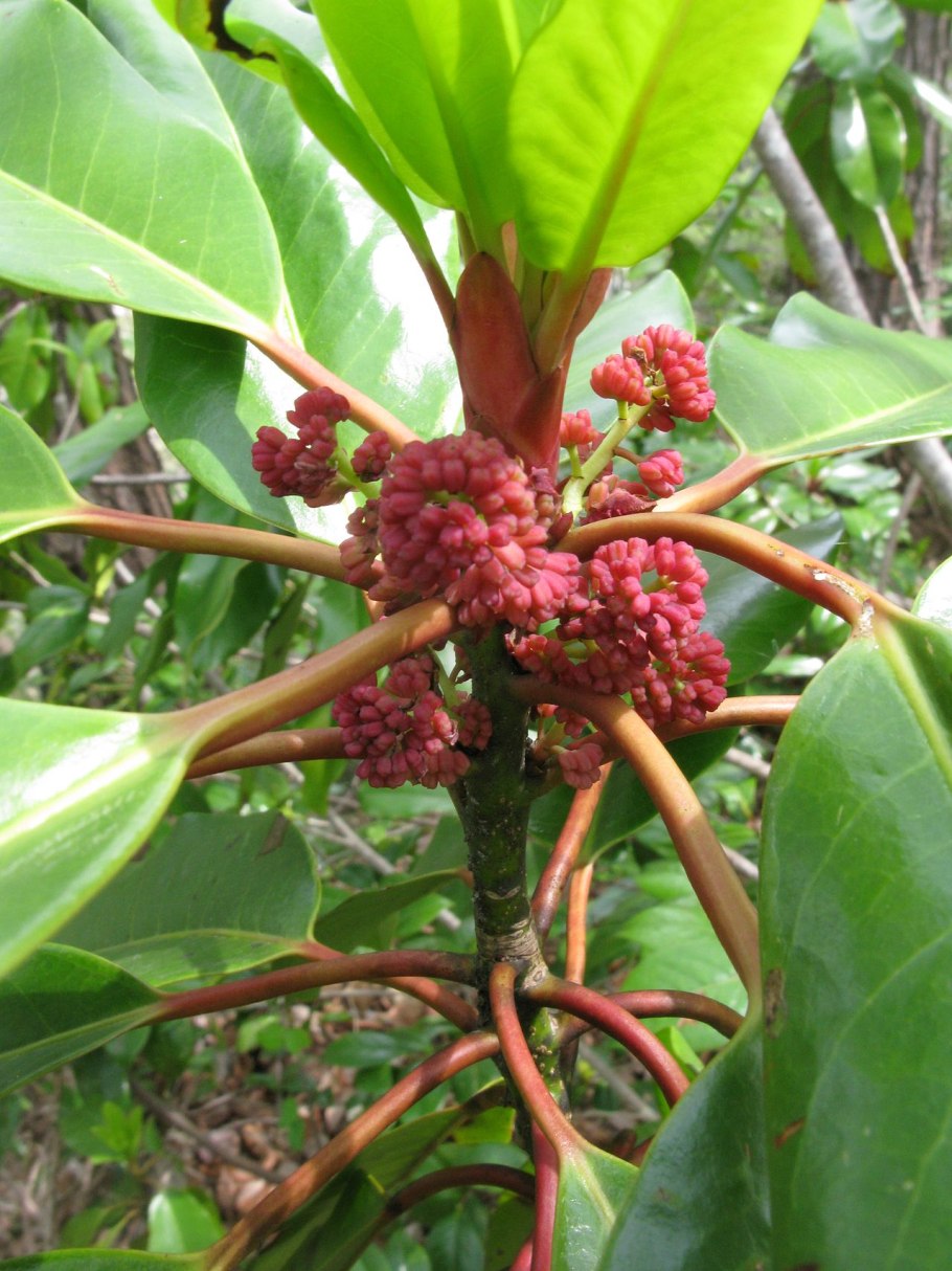 Дафнифиллум длинночерешковый