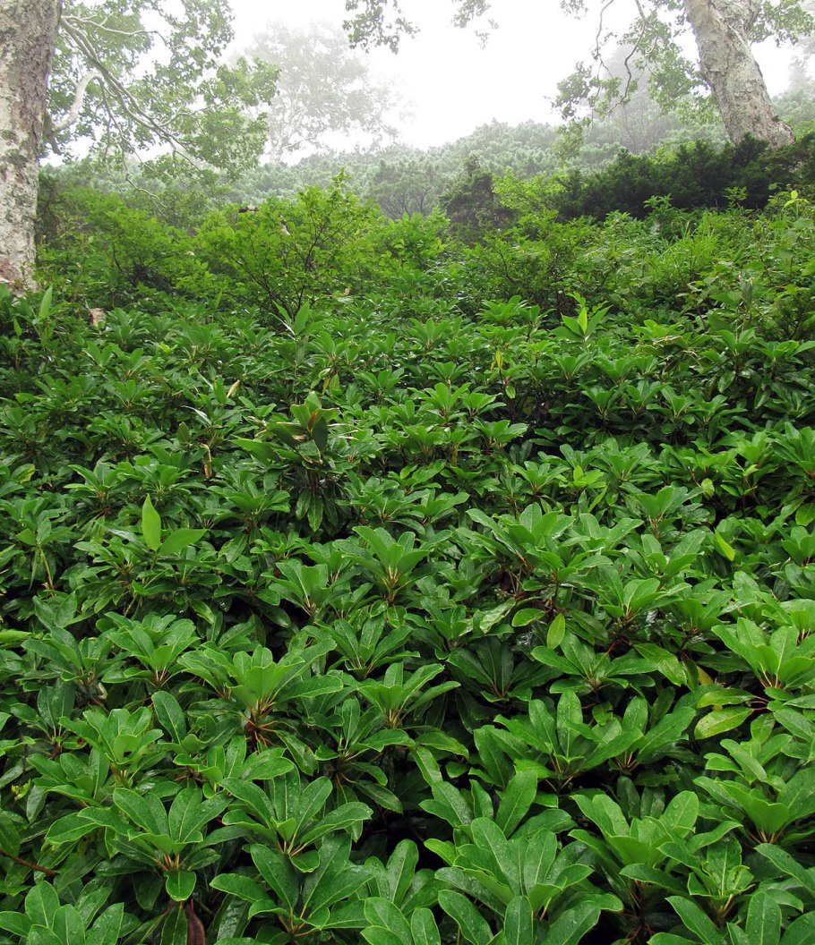 Дафнифиллум длинночерешковый