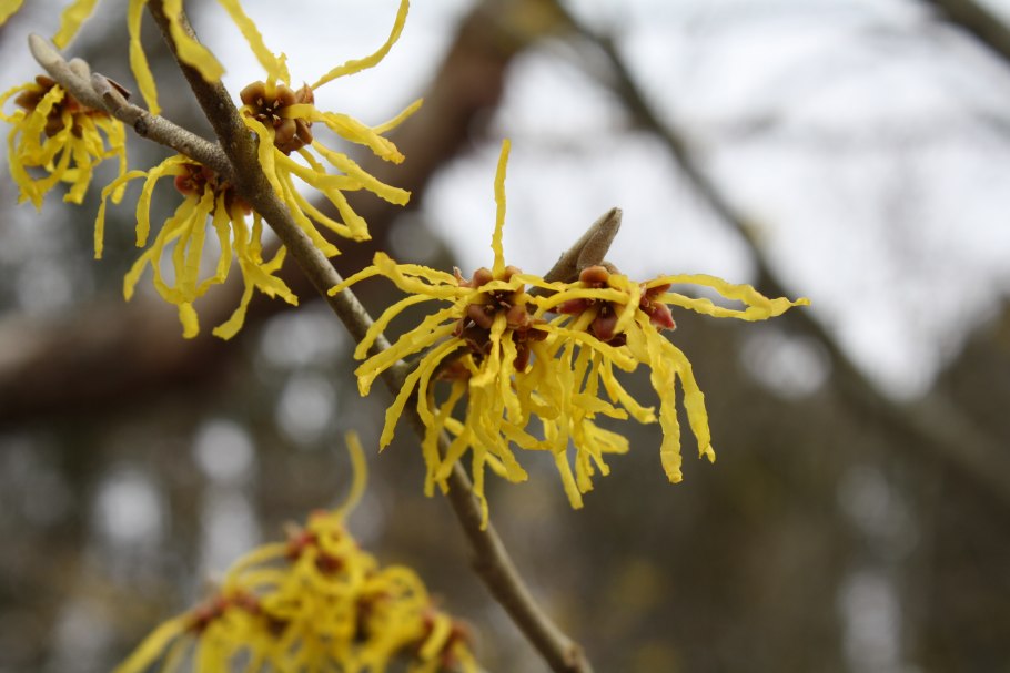 Вид пальмовых растений в субтропиках