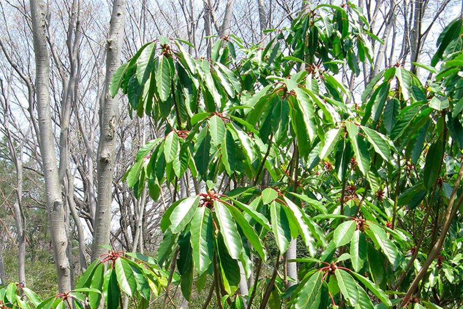 Волчелистник крупноножковый