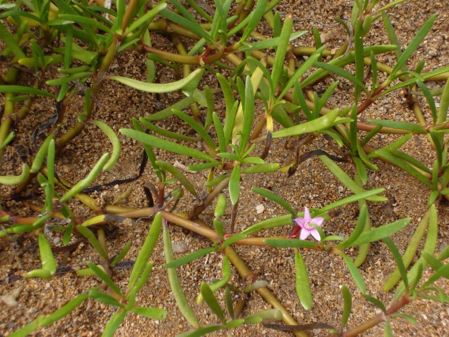 Сезувиум портулаковидный (Sesuvium portulacastrum)