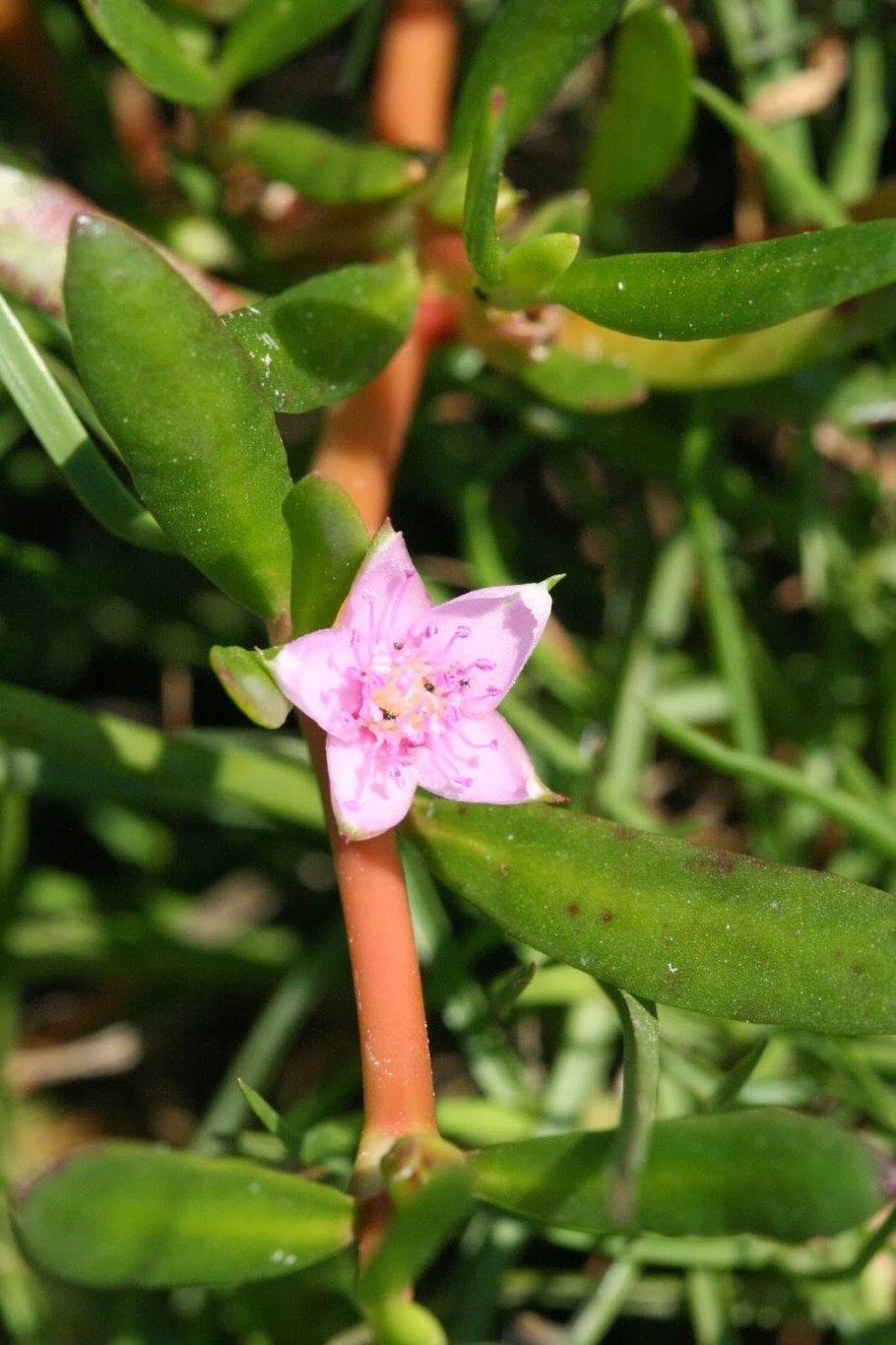 Сезувиум портулаковидный