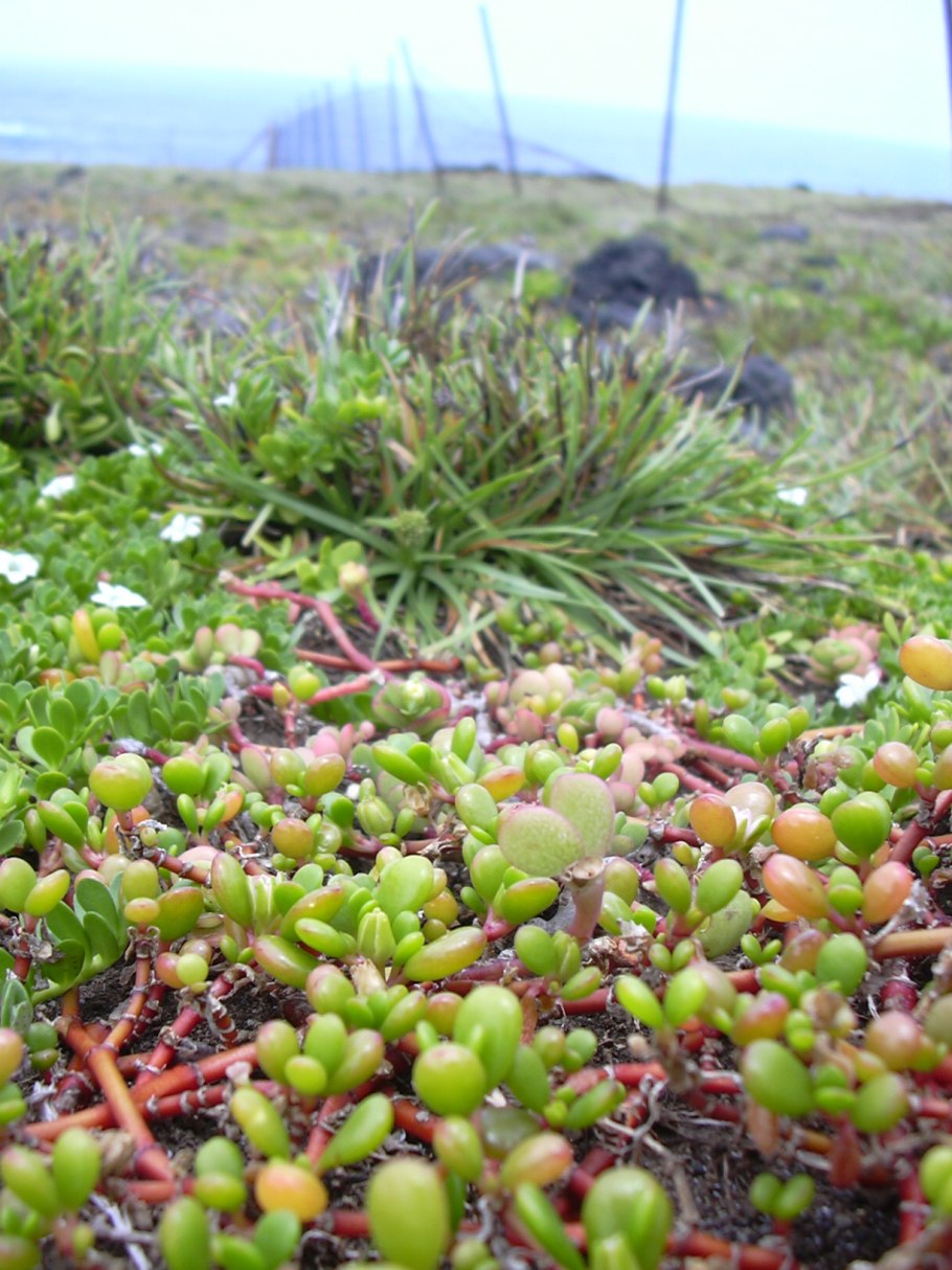 Sesuvium portulacastrum