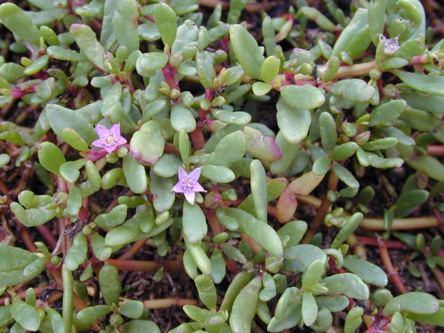Sesuvium portulacastrum