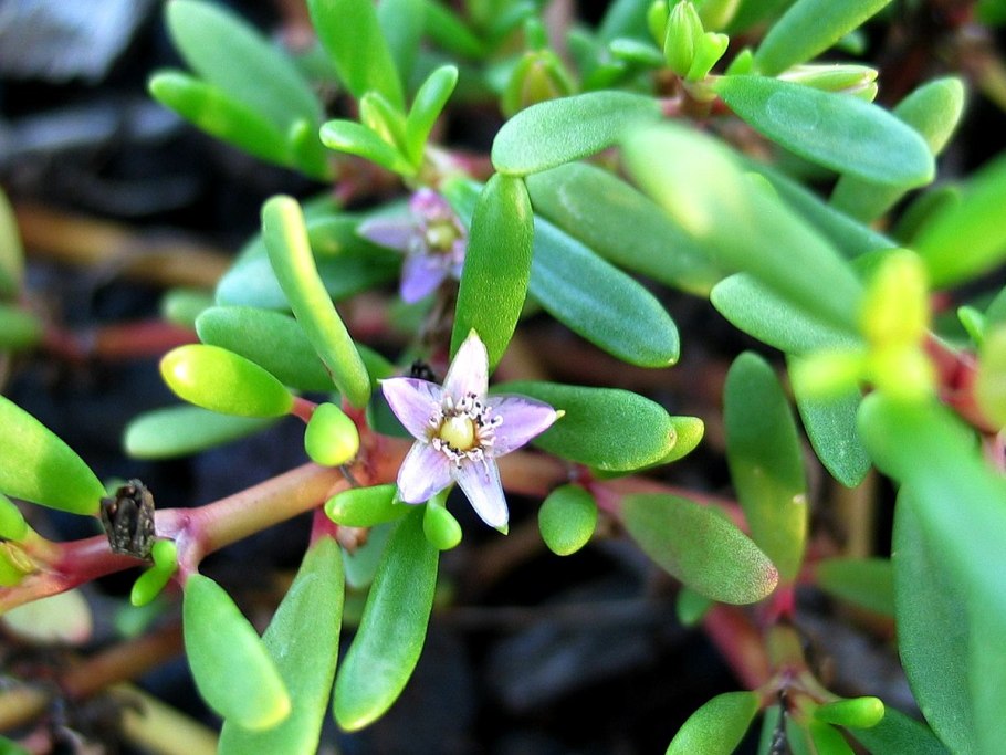 Sesuvium portulacastrum