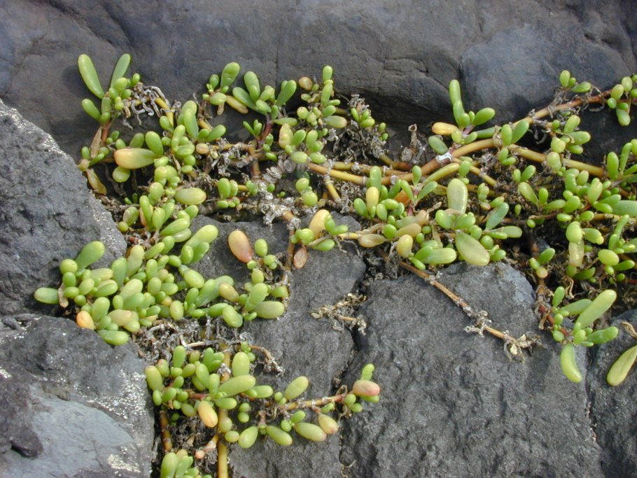 Sesuvium portulacastrum