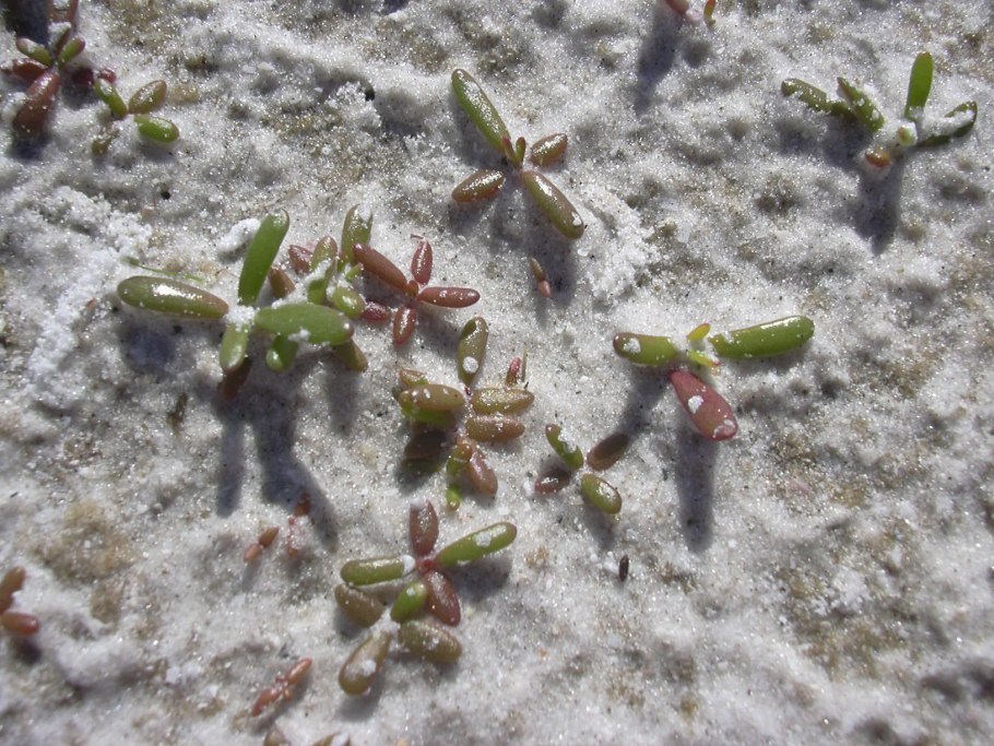 Флора Устюртского заповедника