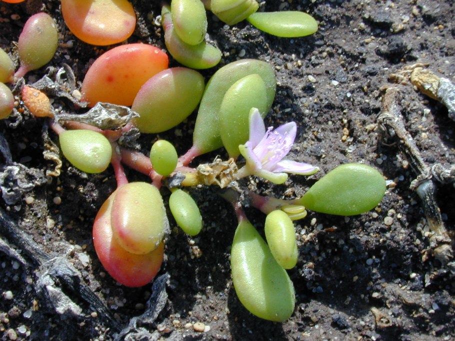 Sesuvium portulacastrum