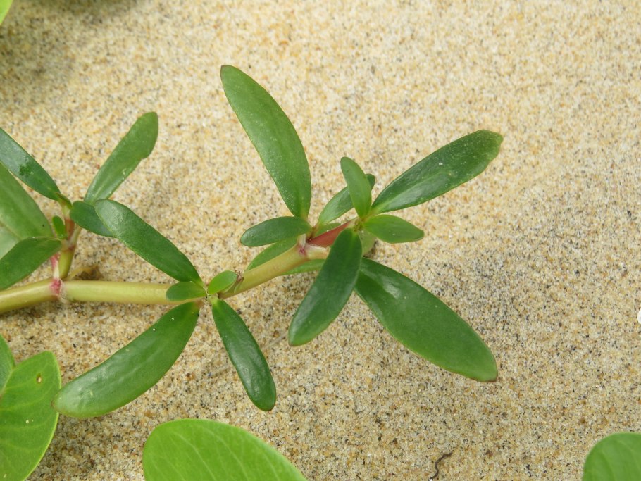 Сезувиум портулаковидный (Sesuvium portulacastrum)
