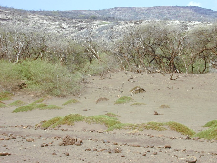 Сезувиум красный