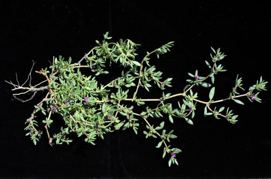 Сезувиум порфира Звездный,Родина произрастания