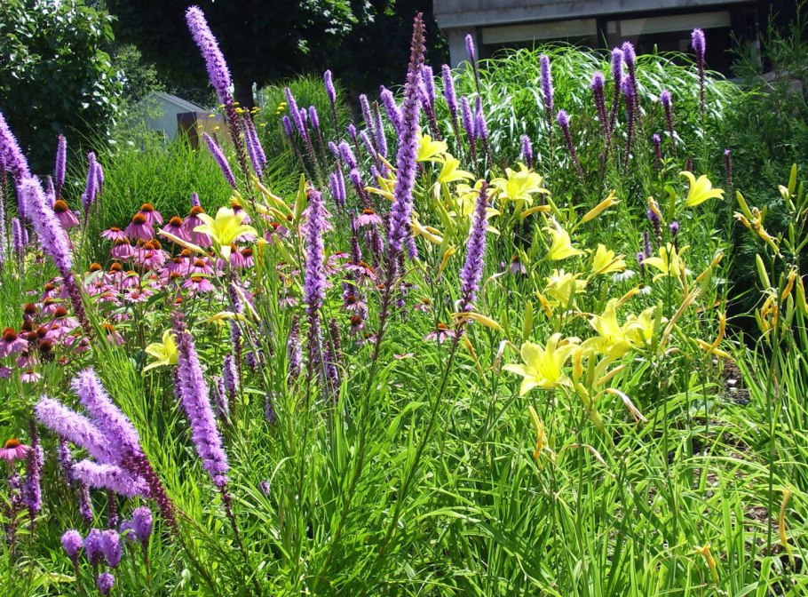 Лиатрис гайфитер