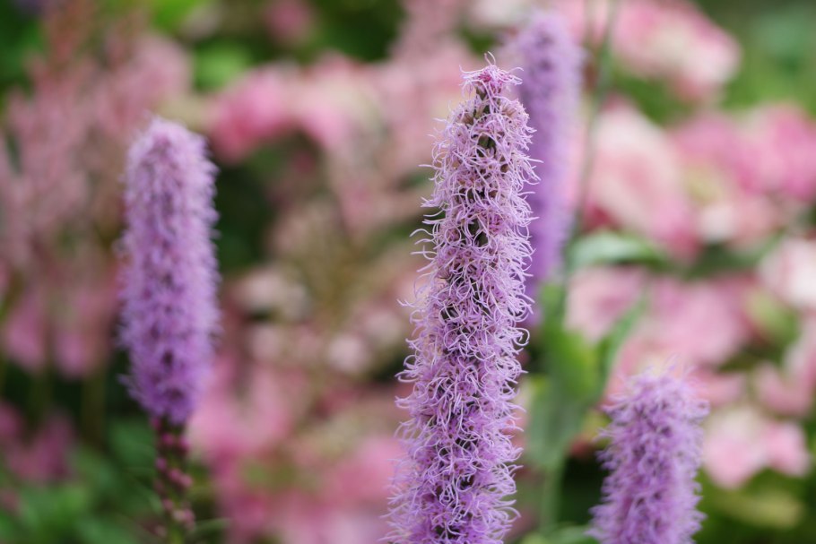 Лиатрис колосковая гайфитер