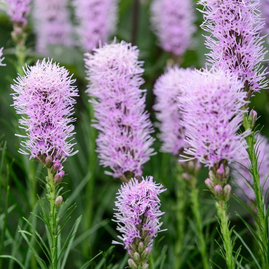 Лиатрис Kobold