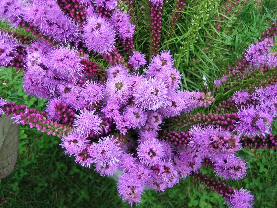 Лиатрис гайфитер