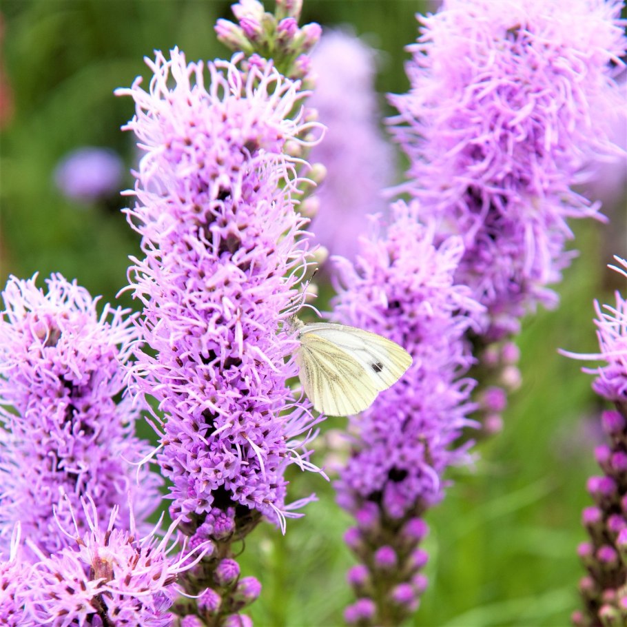 Лиатрис колосковый Альба