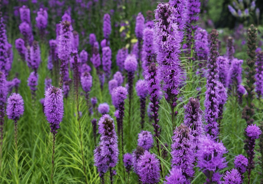 Лиатрис колосковый