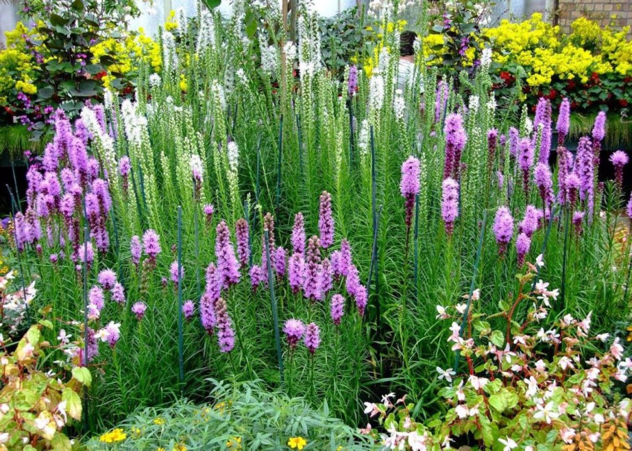 Лиатрис Альба